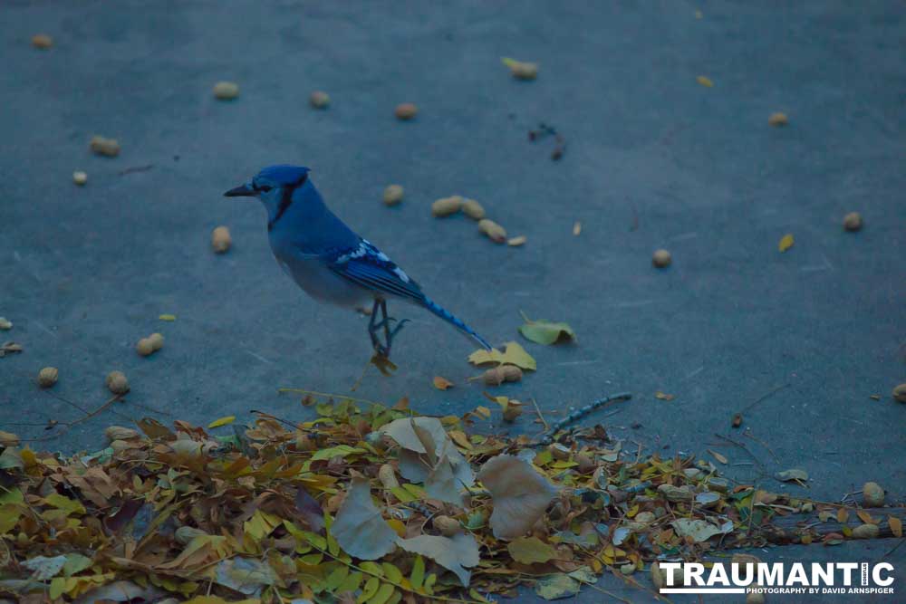 Another example of my penchant for photographing the birds in my backyard.