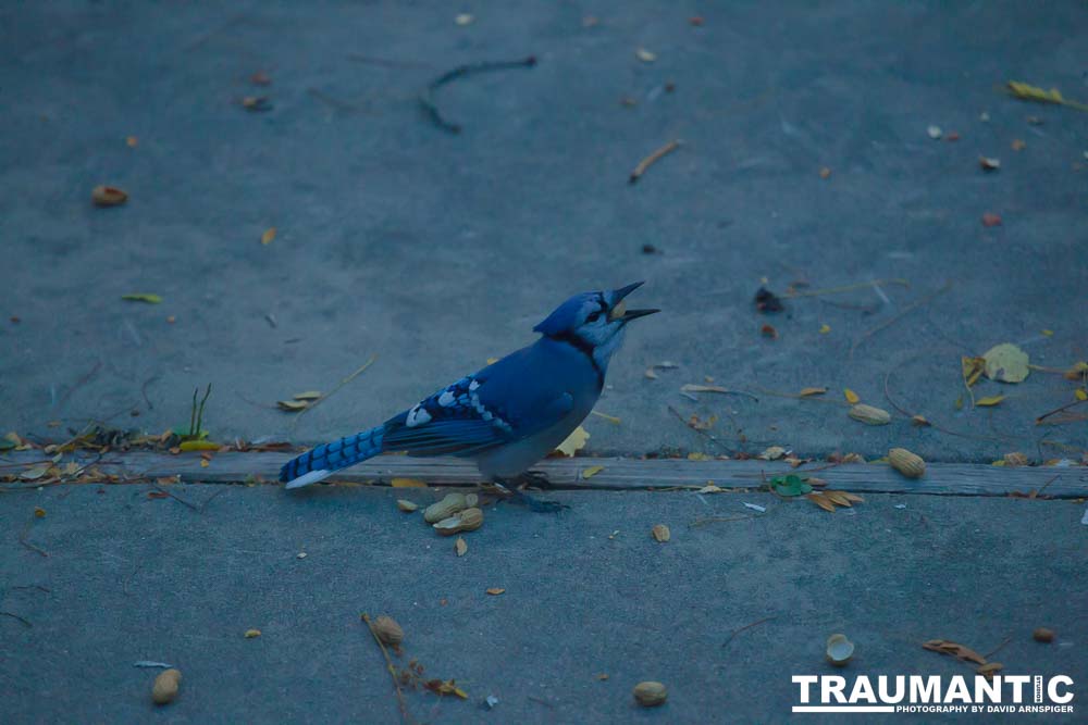 Another example of my penchant for photographing the birds in my backyard.