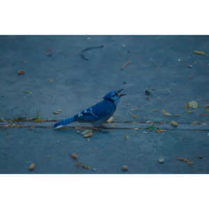 Another example of my penchant for photographing the birds in my backyard.