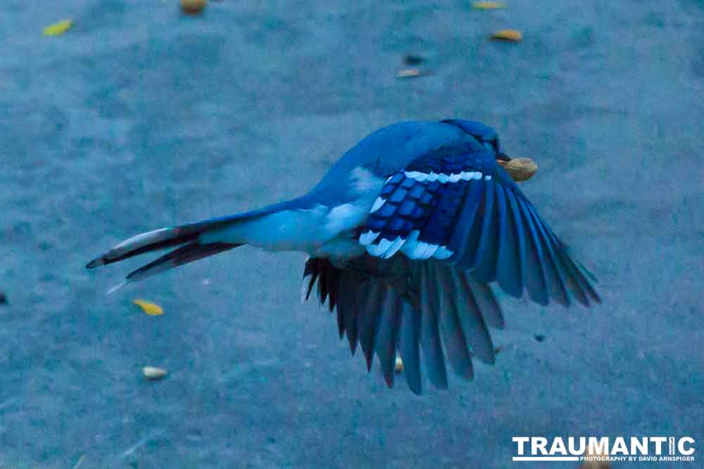 Another example of my penchant for photographing the birds in my backyard.