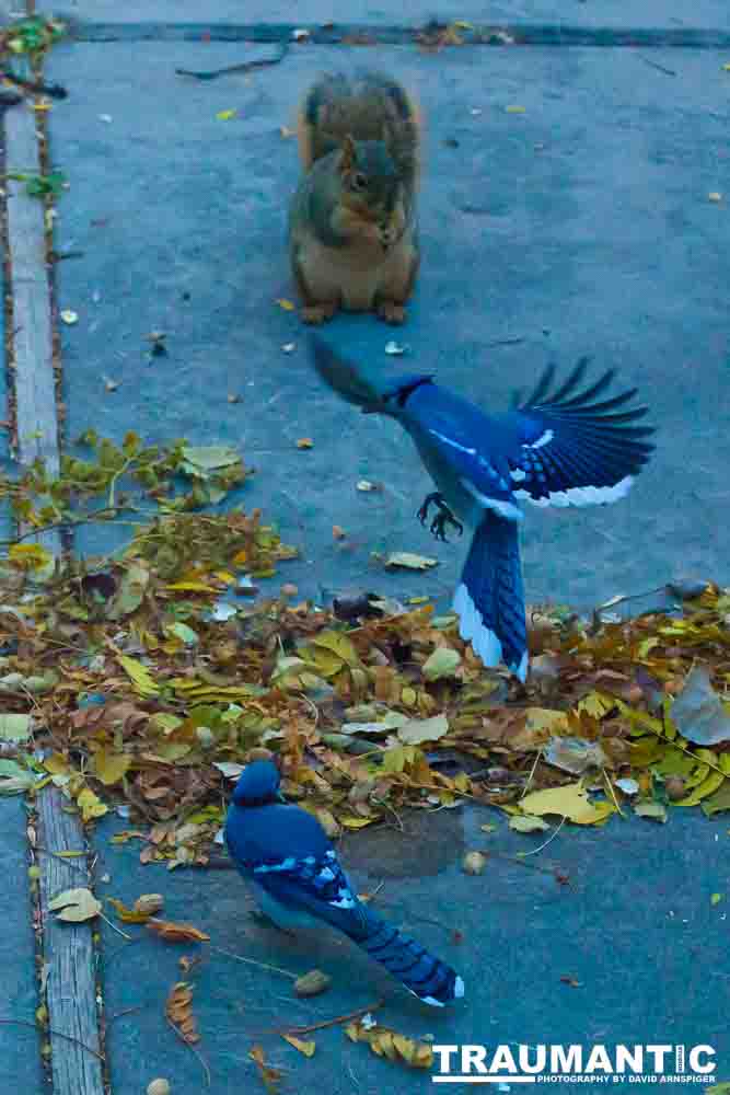 Another example of my penchant for photographing the birds in my backyard.