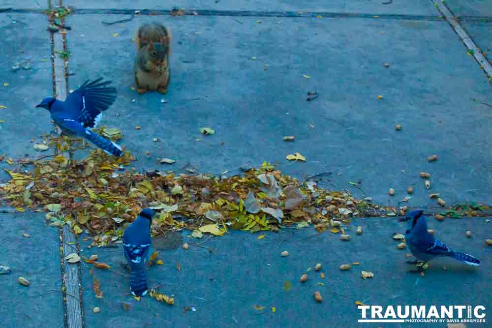 Another example of my penchant for photographing the birds in my backyard.