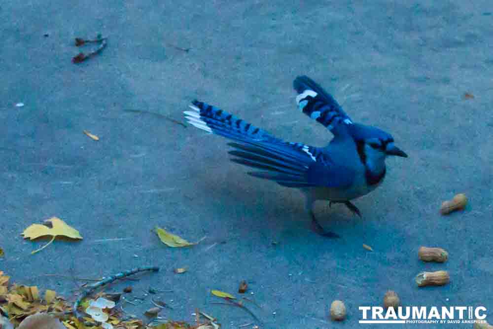 Another example of my penchant for photographing the birds in my backyard.