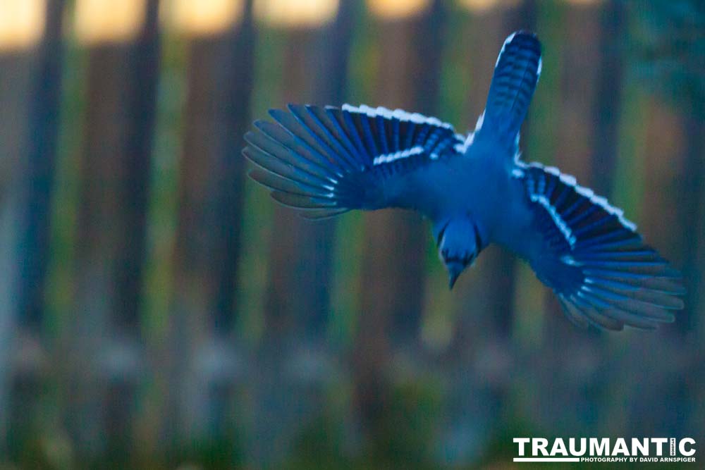 Another example of my penchant for photographing the birds in my backyard.