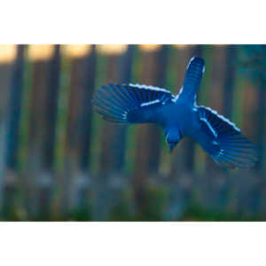 Another example of my penchant for photographing the birds in my backyard.