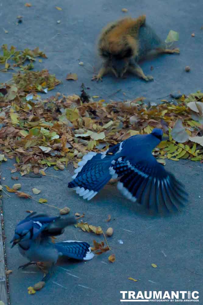 Another example of my penchant for photographing the birds in my backyard.