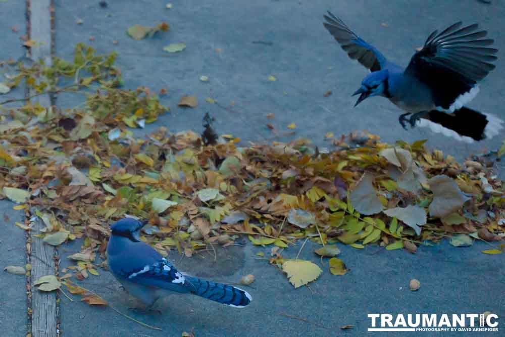 Another example of my penchant for photographing the birds in my backyard.