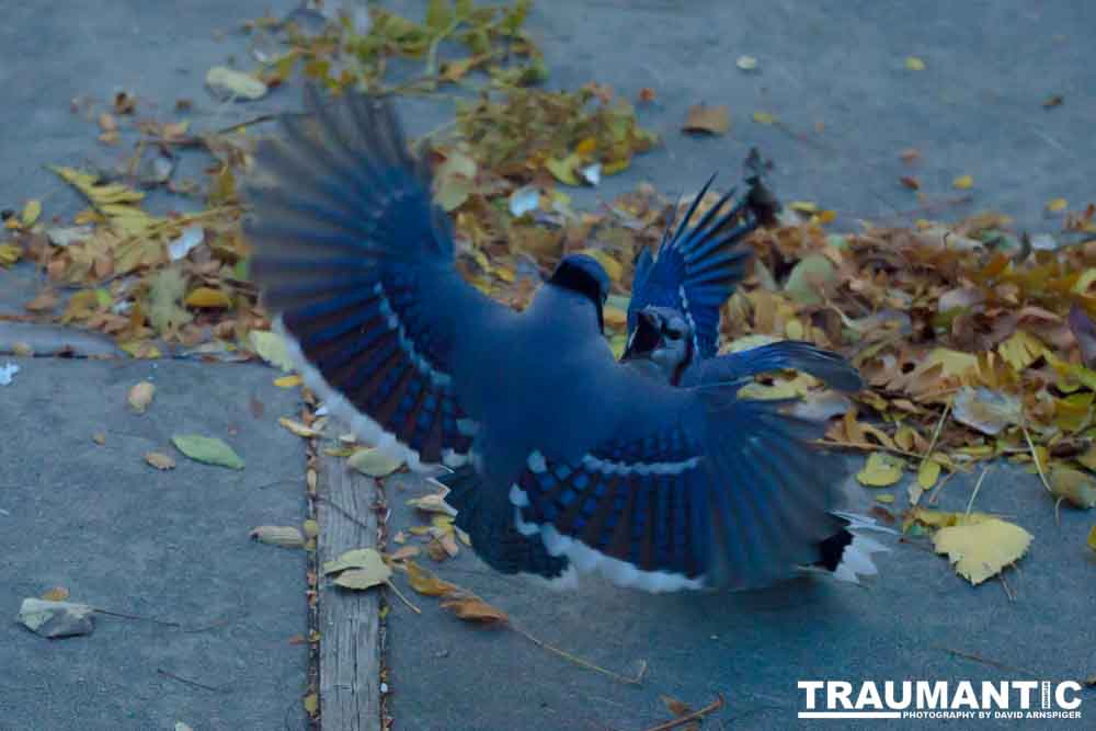 Another example of my penchant for photographing the birds in my backyard.