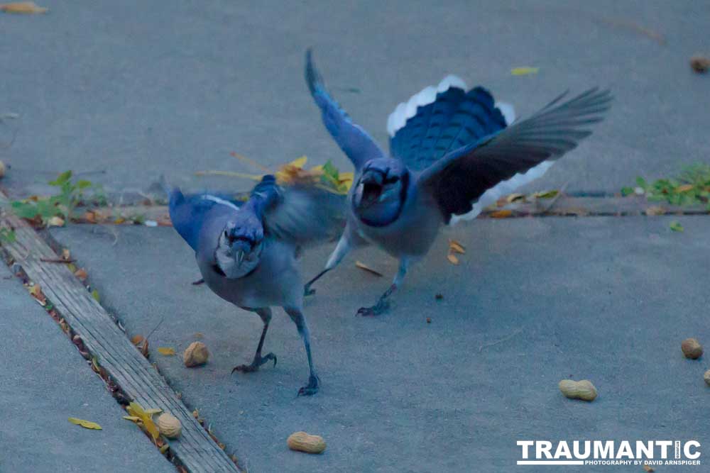 Another example of my penchant for photographing the birds in my backyard.