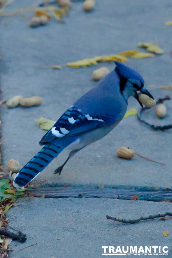 Another example of my penchant for photographing the birds in my backyard.