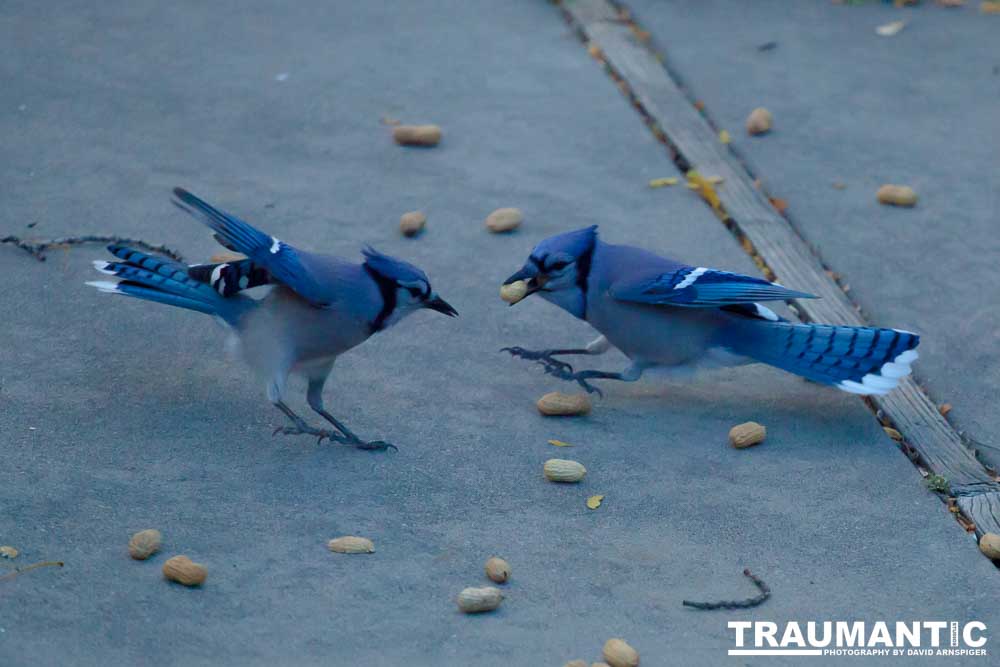 Another example of my penchant for photographing the birds in my backyard.