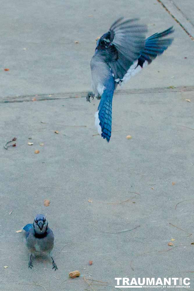 A good day of shooting pics of my blue friends.