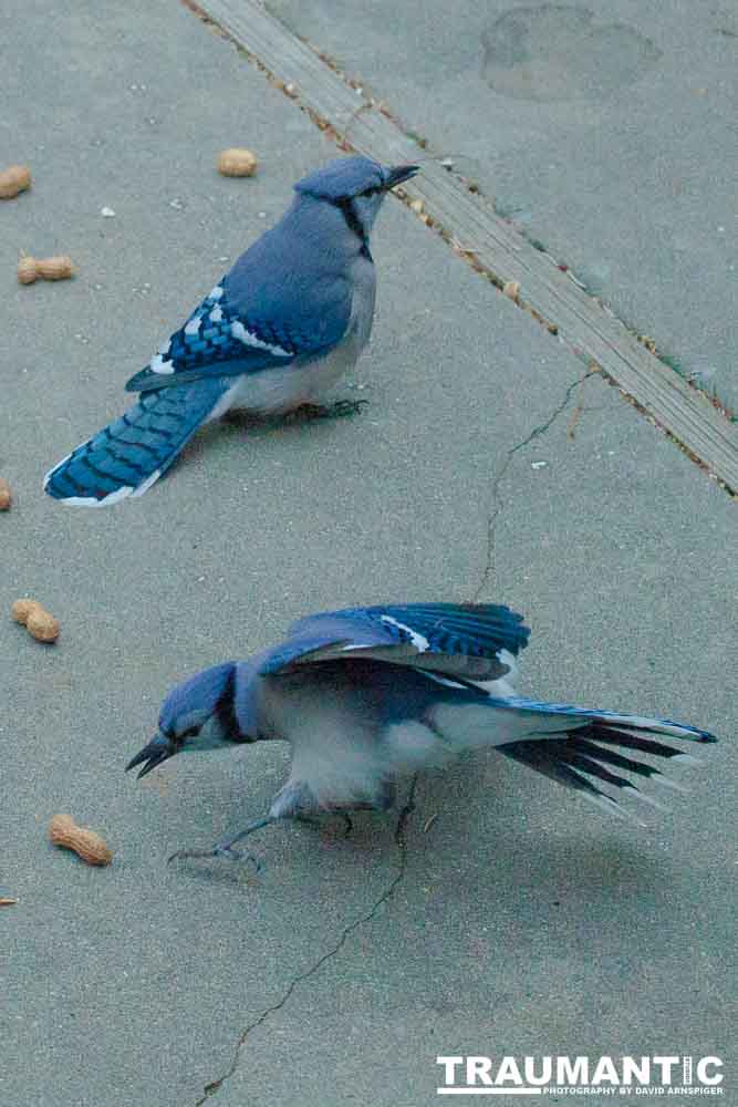 A good day of shooting pics of my blue friends.