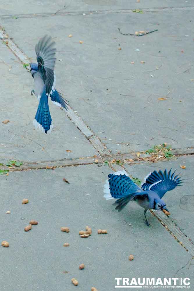 A good day of shooting pics of my blue friends.