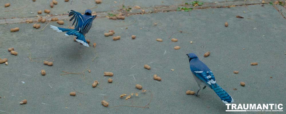 A good day of shooting pics of my blue friends.