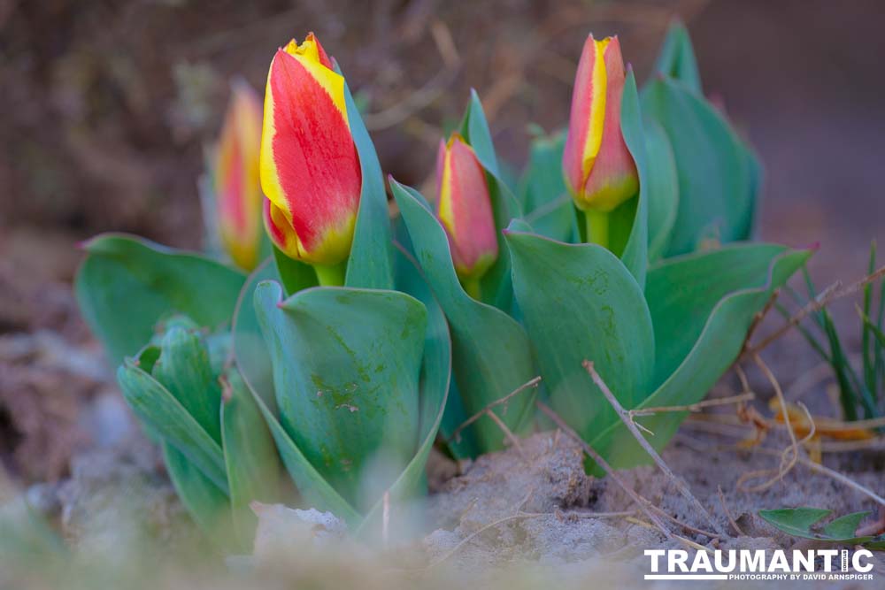 Every year at the start of spring, a brief joy in my world.