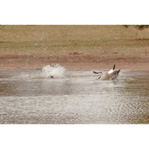 While watching my grandson's soccer game at a local park I had acouple of opportunities to photograph geese.
