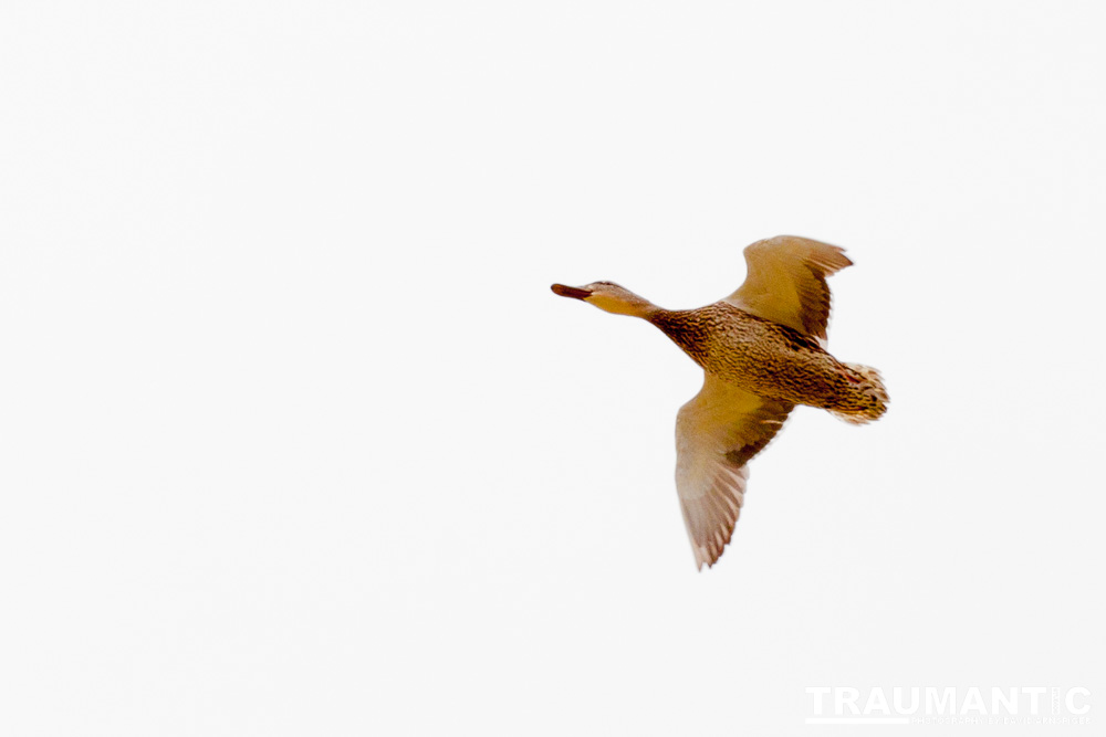 While watching my grandson's soccer game at a local park I had acouple of opportunities to photograph geese.
