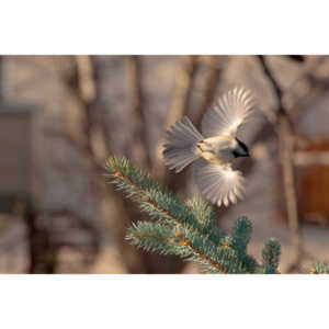 I haven't done a lot of bird shooting out of my upstairs windows recently.  Thought I should get back to it.