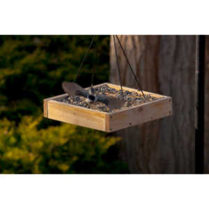 I haven't done a lot of bird shooting out of my upstairs windows recently.  Thought I should get back to it.