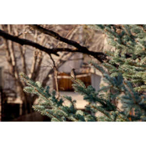 I haven't done a lot of bird shooting out of my upstairs windows recently.  Thought I should get back to it.