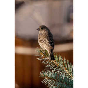 I haven't done a lot of bird shooting out of my upstairs windows recently.  Thought I should get back to it.