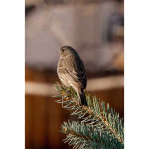 I haven't done a lot of bird shooting out of my upstairs windows recently.  Thought I should get back to it.