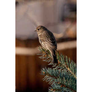 I haven't done a lot of bird shooting out of my upstairs windows recently.  Thought I should get back to it.