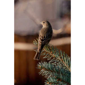 I haven't done a lot of bird shooting out of my upstairs windows recently.  Thought I should get back to it.