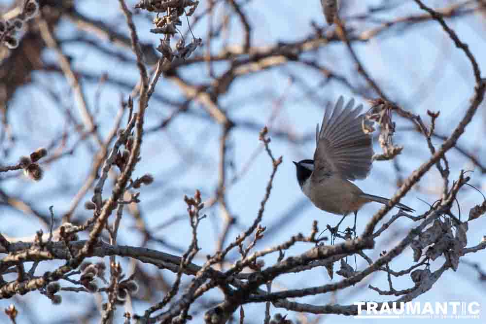 I haven't done a lot of bird shooting out of my upstairs windows recently.  Thought I should get back to it.