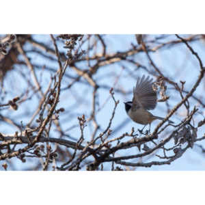 I haven't done a lot of bird shooting out of my upstairs windows recently.  Thought I should get back to it.