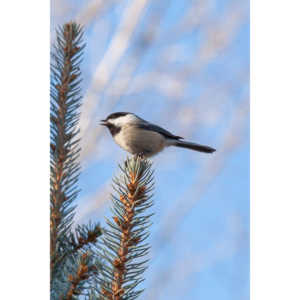I haven't done a lot of bird shooting out of my upstairs windows recently.  Thought I should get back to it.