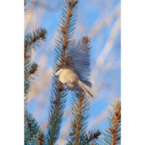 I haven't done a lot of bird shooting out of my upstairs windows recently.  Thought I should get back to it.