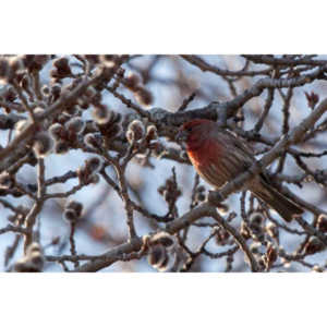 I haven't done a lot of bird shooting out of my upstairs windows recently.  Thought I should get back to it.