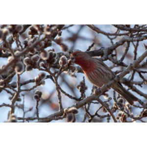 I haven't done a lot of bird shooting out of my upstairs windows recently.  Thought I should get back to it.