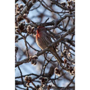 I haven't done a lot of bird shooting out of my upstairs windows recently.  Thought I should get back to it.