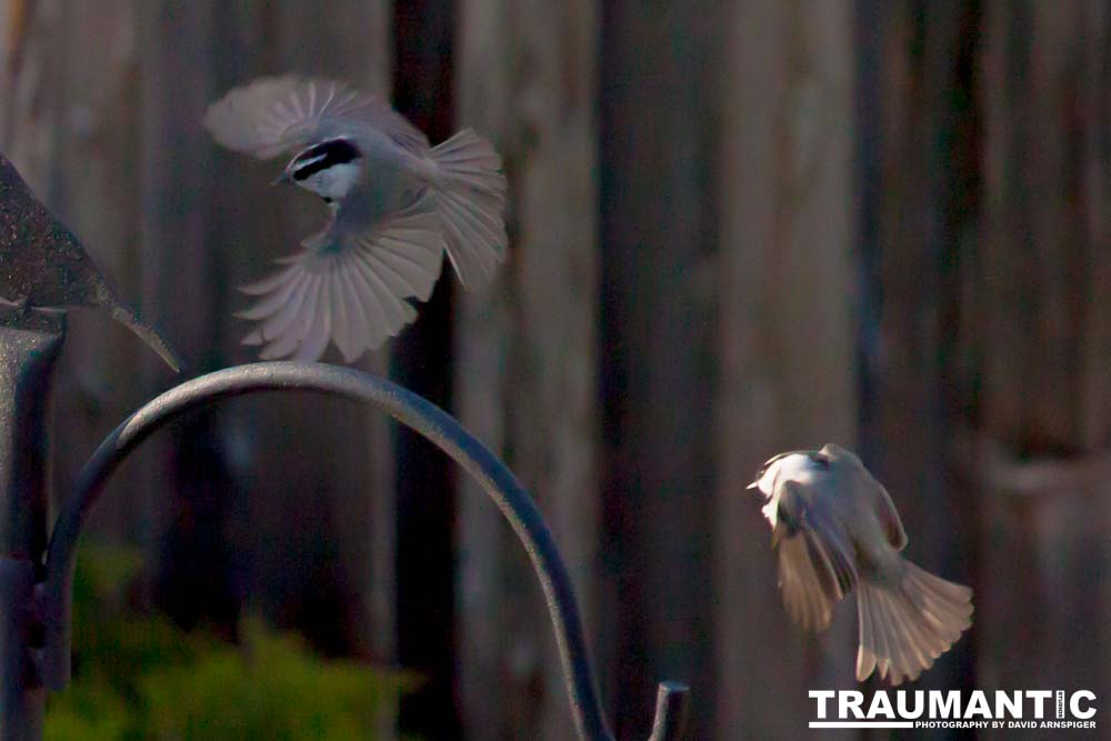 I haven't done a lot of bird shooting out of my upstairs windows recently.  Thought I should get back to it.