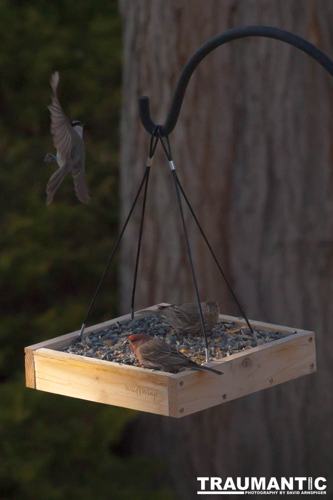 I haven't done a lot of bird shooting out of my upstairs windows recently.  Thought I should get back to it.