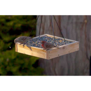 I haven't done a lot of bird shooting out of my upstairs windows recently.  Thought I should get back to it.