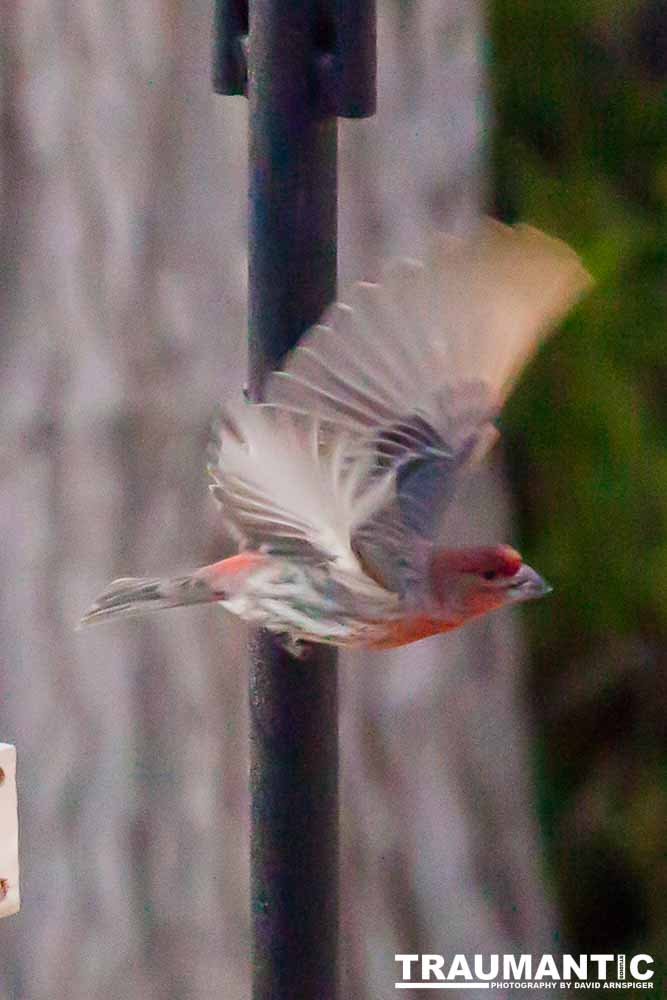 I haven't done a lot of bird shooting out of my upstairs windows recently.  Thought I should get back to it.