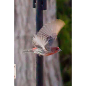 I haven't done a lot of bird shooting out of my upstairs windows recently.  Thought I should get back to it.