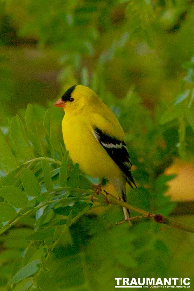 It took over a week to finally capture a pic of this little guy, but we finally did it.  So pretty!