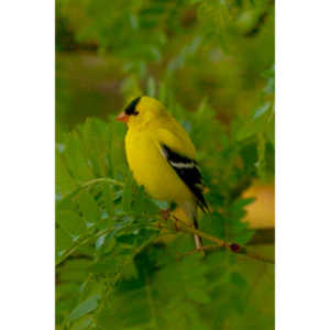 It took over a week to finally capture a pic of this little guy, but we finally did it.  So pretty!