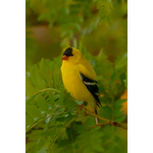 It took over a week to finally capture a pic of this little guy, but we finally did it.  So pretty!