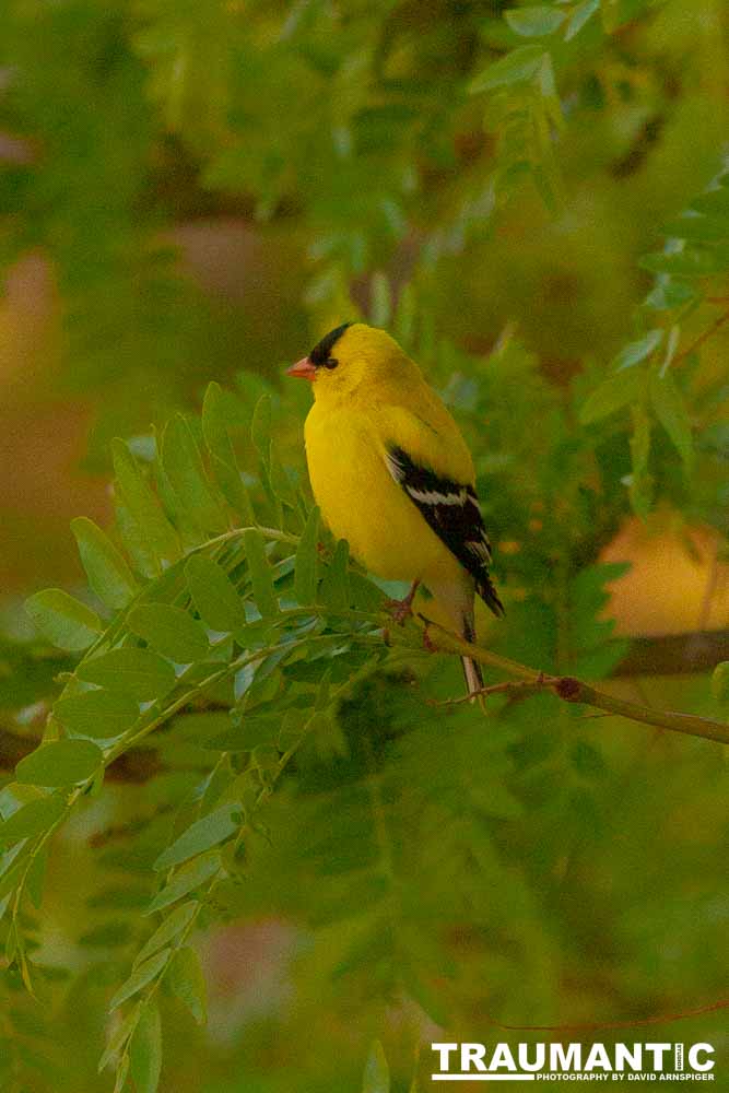 It took over a week to finally capture a pic of this little guy, but we finally did it.  So pretty!