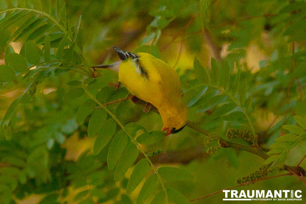 It took over a week to finally capture a pic of this little guy, but we finally did it.  So pretty!