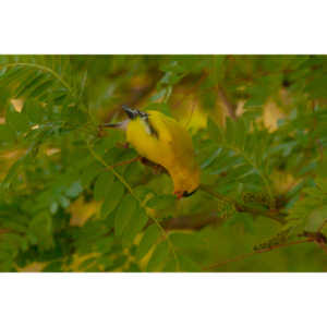 It took over a week to finally capture a pic of this little guy, but we finally did it.  So pretty!