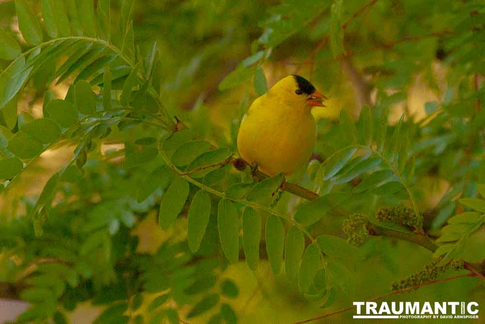 It took over a week to finally capture a pic of this little guy, but we finally did it.  So pretty!