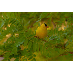 It took over a week to finally capture a pic of this little guy, but we finally did it.  So pretty!