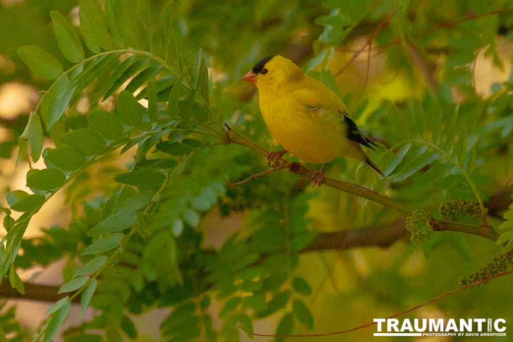 It took over a week to finally capture a pic of this little guy, but we finally did it.  So pretty!